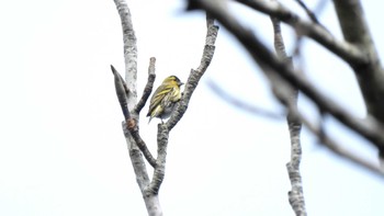 マヒワ 滋賀県朽木 2023年11月23日(木)