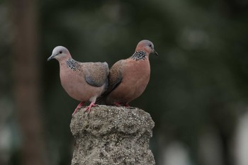 カノコバト 台北 2023年11月13日(月)