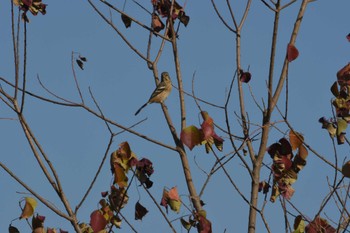 2023年11月27日(月) さくら草公園の野鳥観察記録