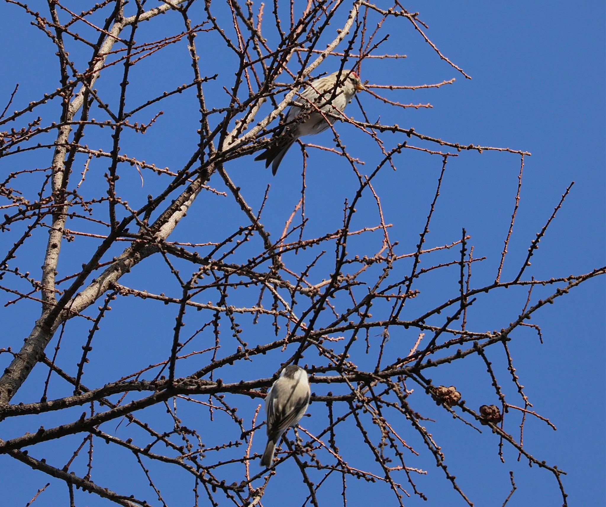 Common Redpoll