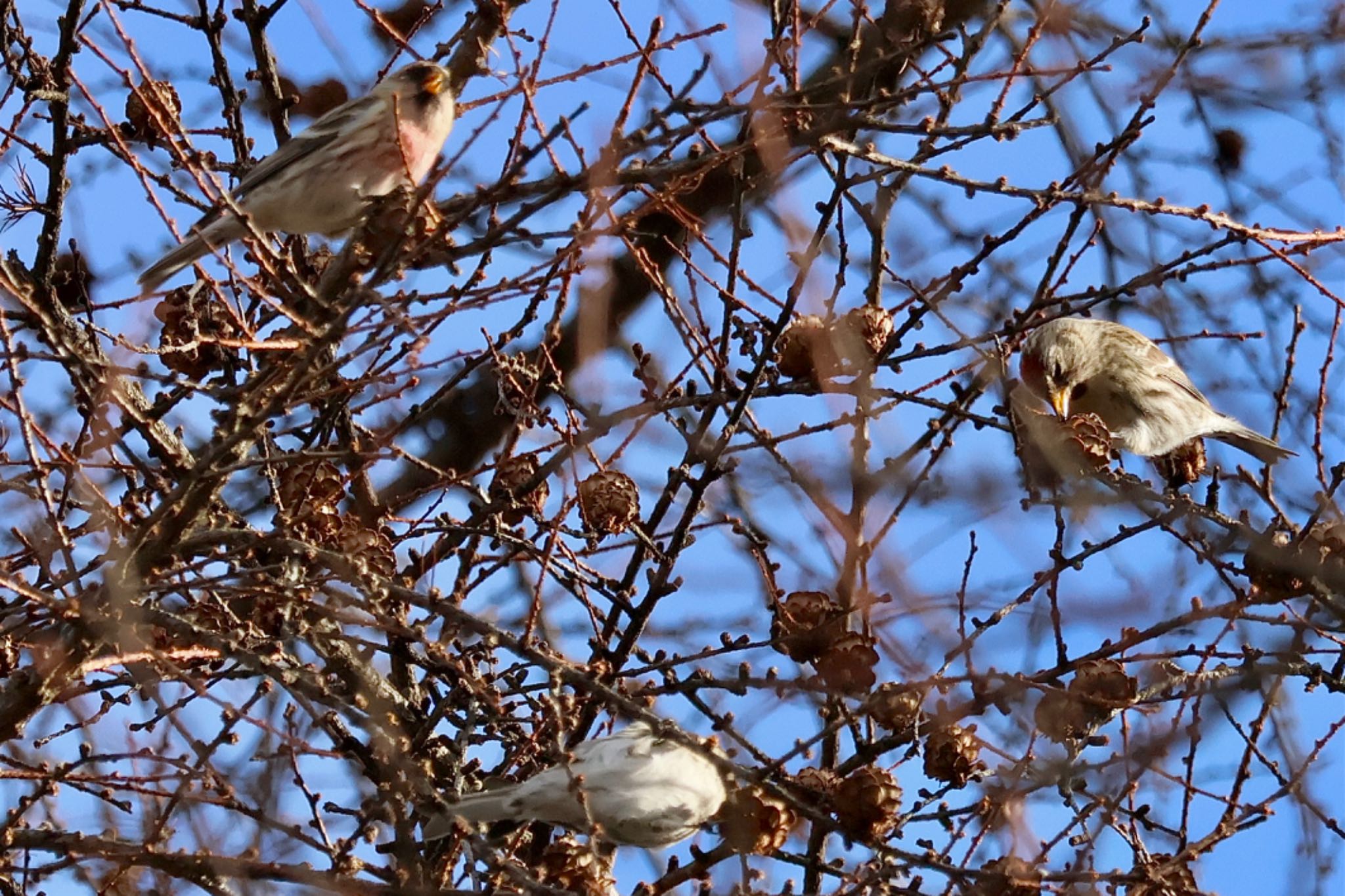 Common Redpoll