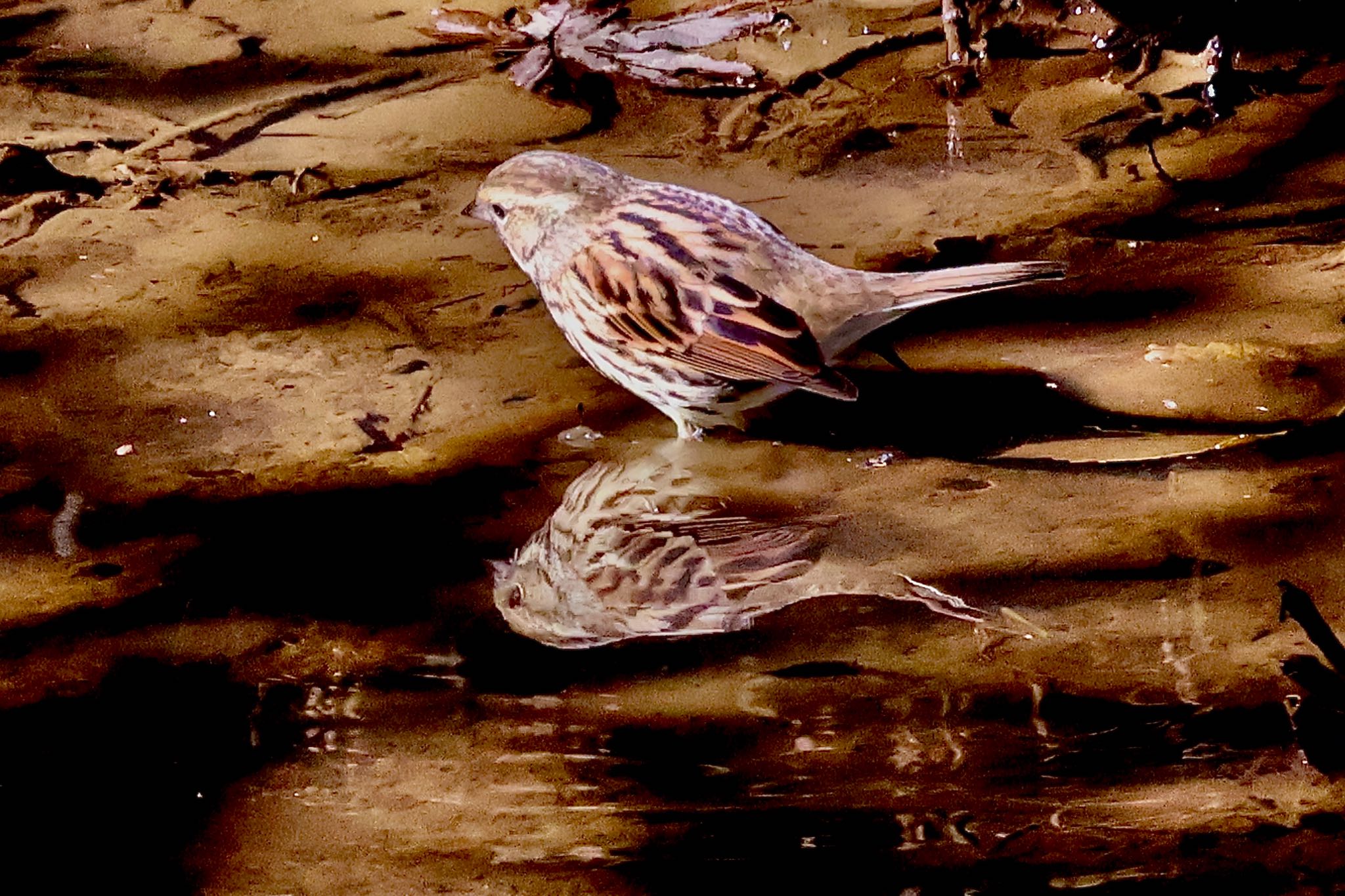 Masked Bunting