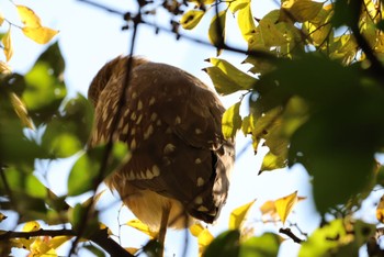 2023年11月27日(月) 久喜菖蒲公園の野鳥観察記録