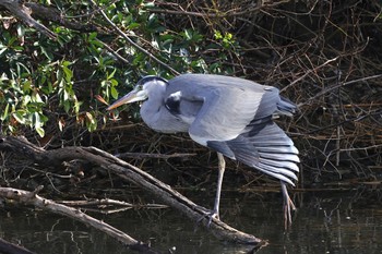 アオサギ 東京港野鳥公園 2023年11月23日(木)