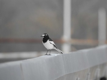 Japanese Wagtail 帯広市 帯広川 Thu, 11/23/2023