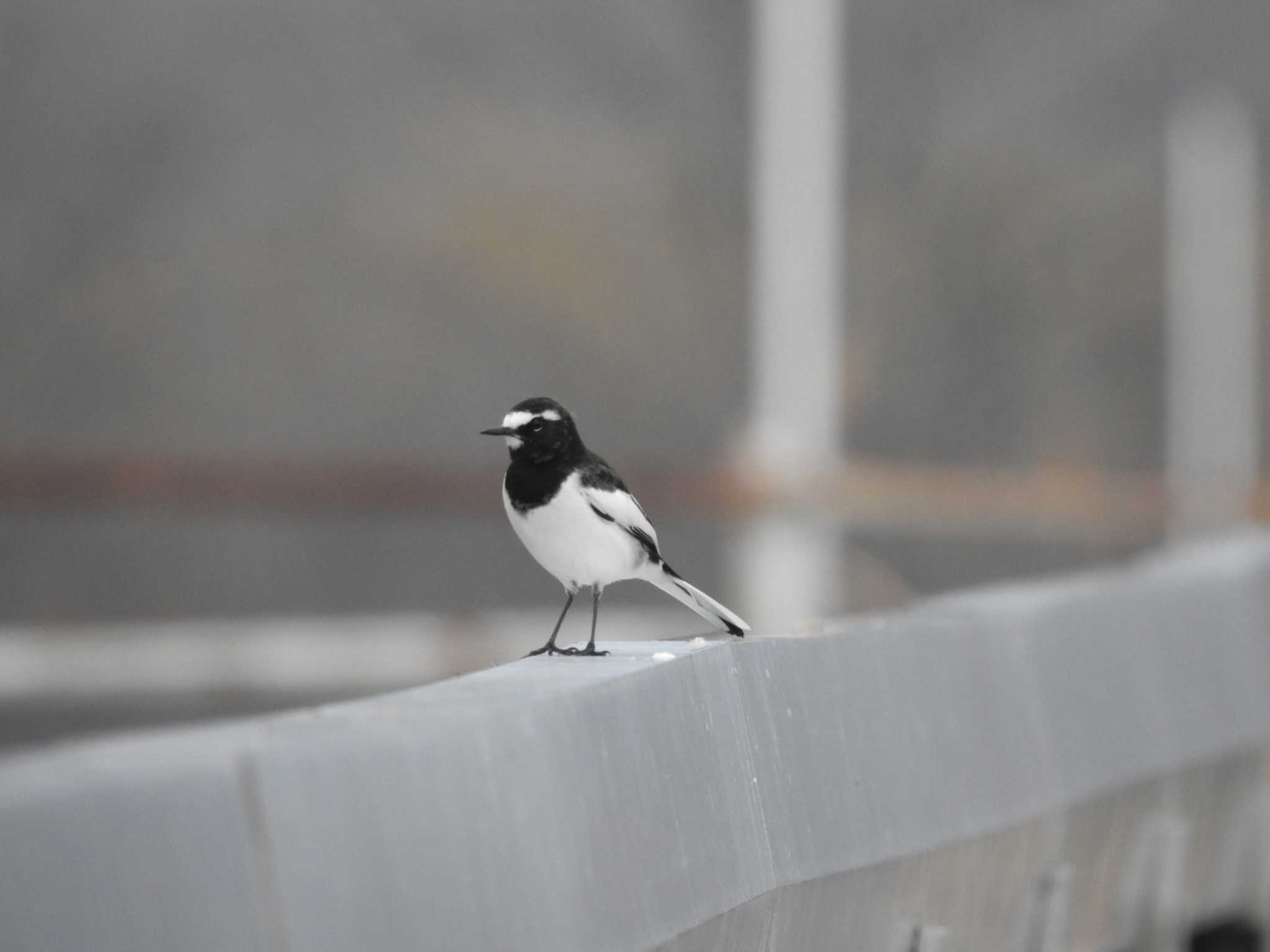 Japanese Wagtail