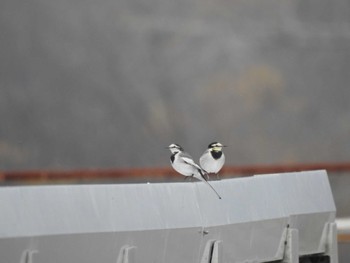 White Wagtail 帯広市 帯広川 Thu, 11/23/2023