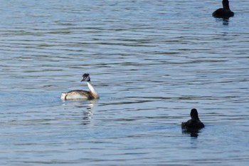 2023年11月19日(日) 江津湖の野鳥観察記録