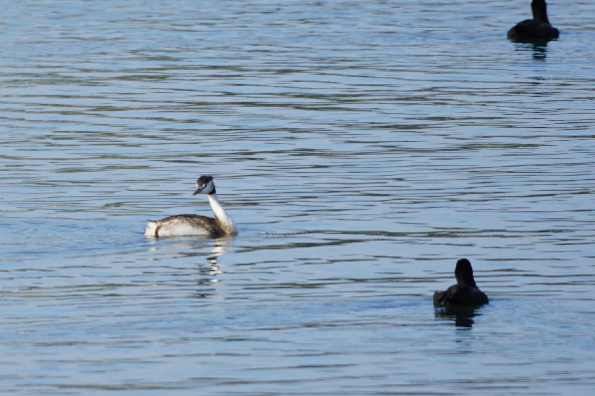 Great Crested Grebe