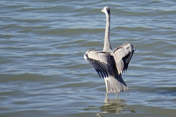 2023年11月21日(火) 福岡市の野鳥観察記録