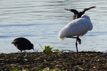 Eurasian Spoonbill 江津湖 Sat, 11/25/2023