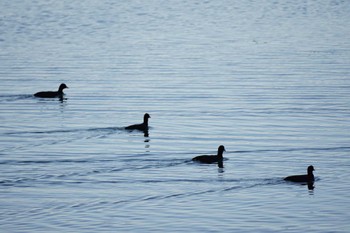 Common Moorhen 江津湖 Sat, 11/25/2023