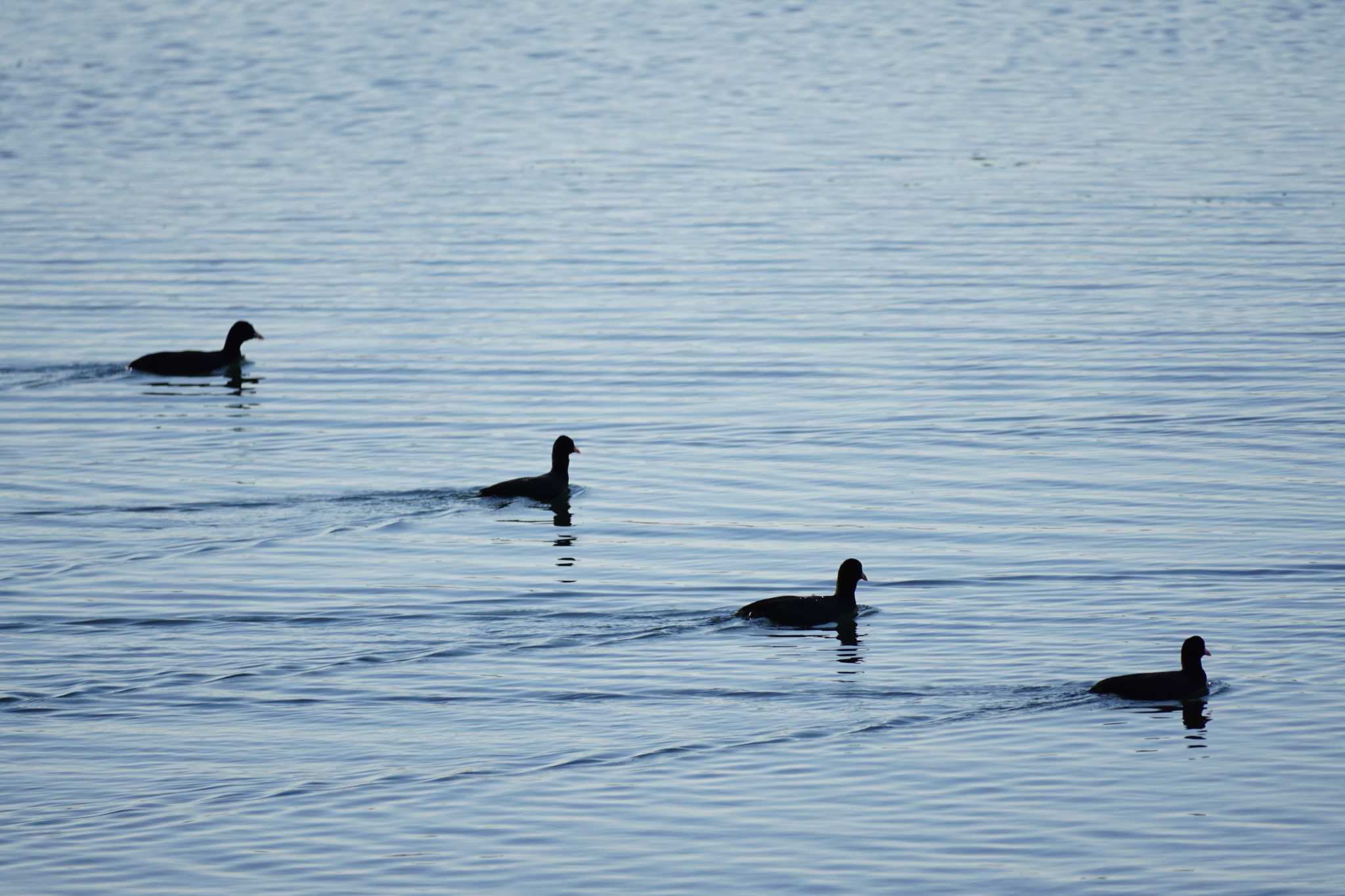 Photo of Common Moorhen at 江津湖 by Joh