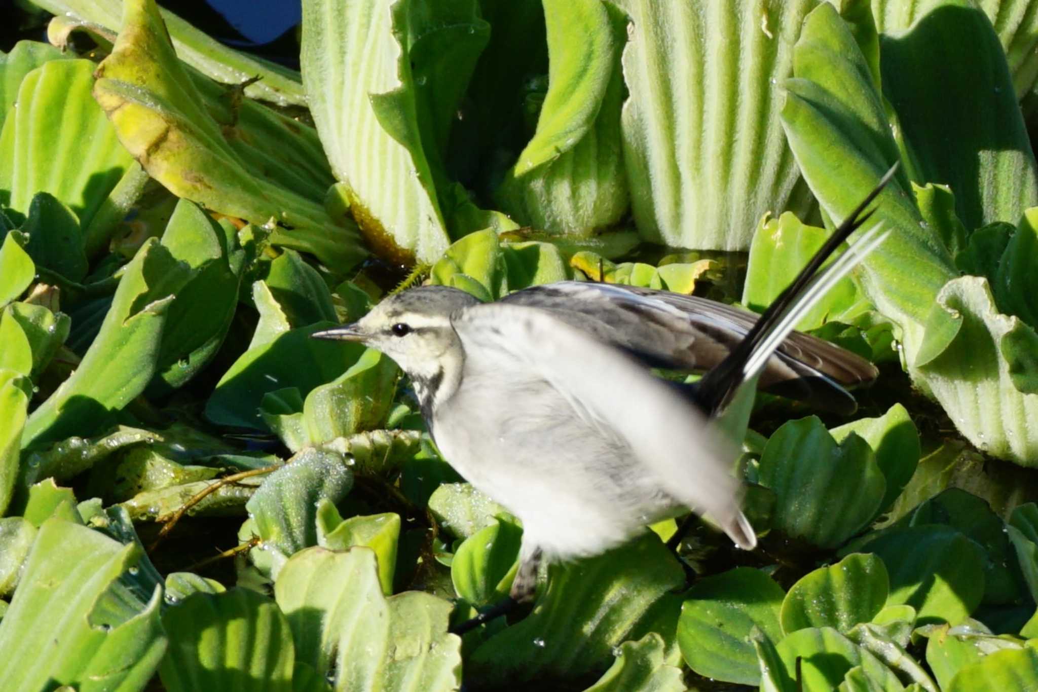Photo of White Wagtail at 江津湖 by Joh