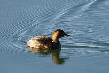 Little Grebe 江津湖 Sat, 11/25/2023