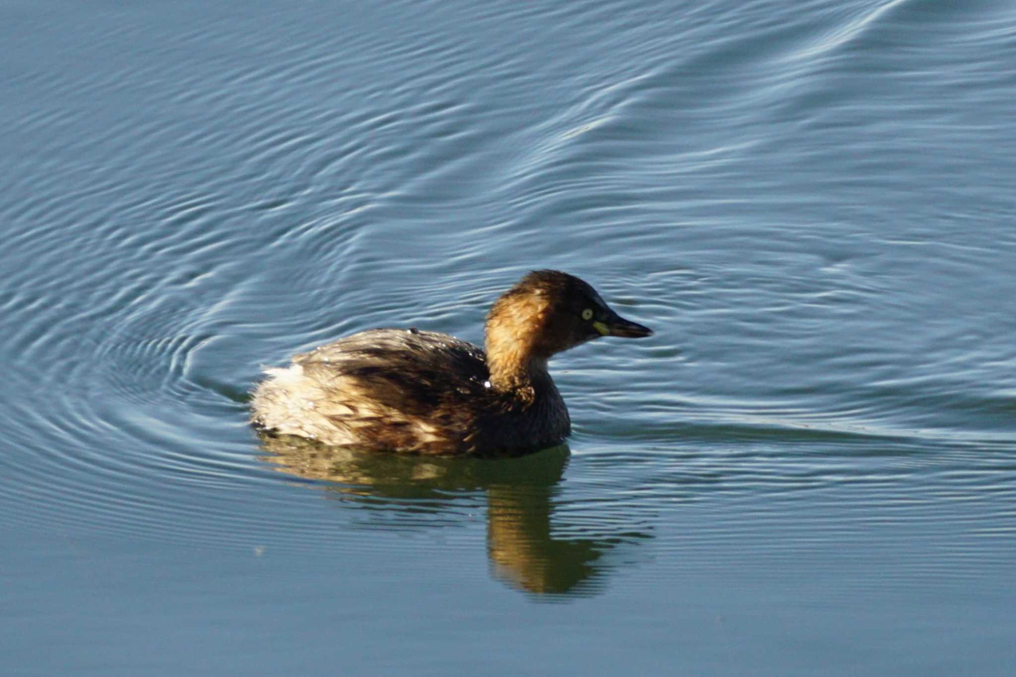 Little Grebe