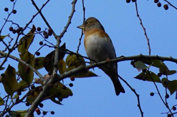 Brambling 南阿蘇ビジターセンター Sun, 11/26/2023