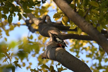 2023年11月27日(月) 秋ヶ瀬公園の野鳥観察記録