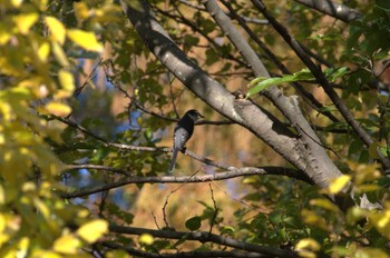 リュウキュウサンショウクイ 秋ヶ瀬公園 2023年11月27日(月)