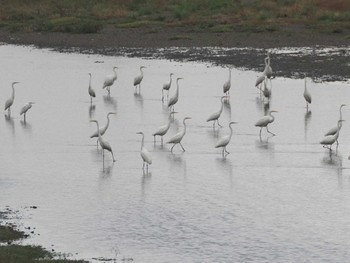 2023年11月26日(日) 平塚田んぼの野鳥観察記録