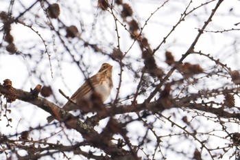 Rustic Bunting 奥日光 Thu, 11/23/2023