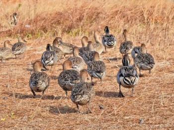 オナガガモ 内沼(宮城県登米市) 2023年11月23日(木)