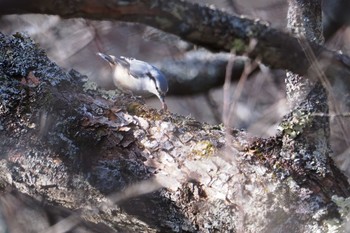 ゴジュウカラ 奥日光 2023年11月23日(木)