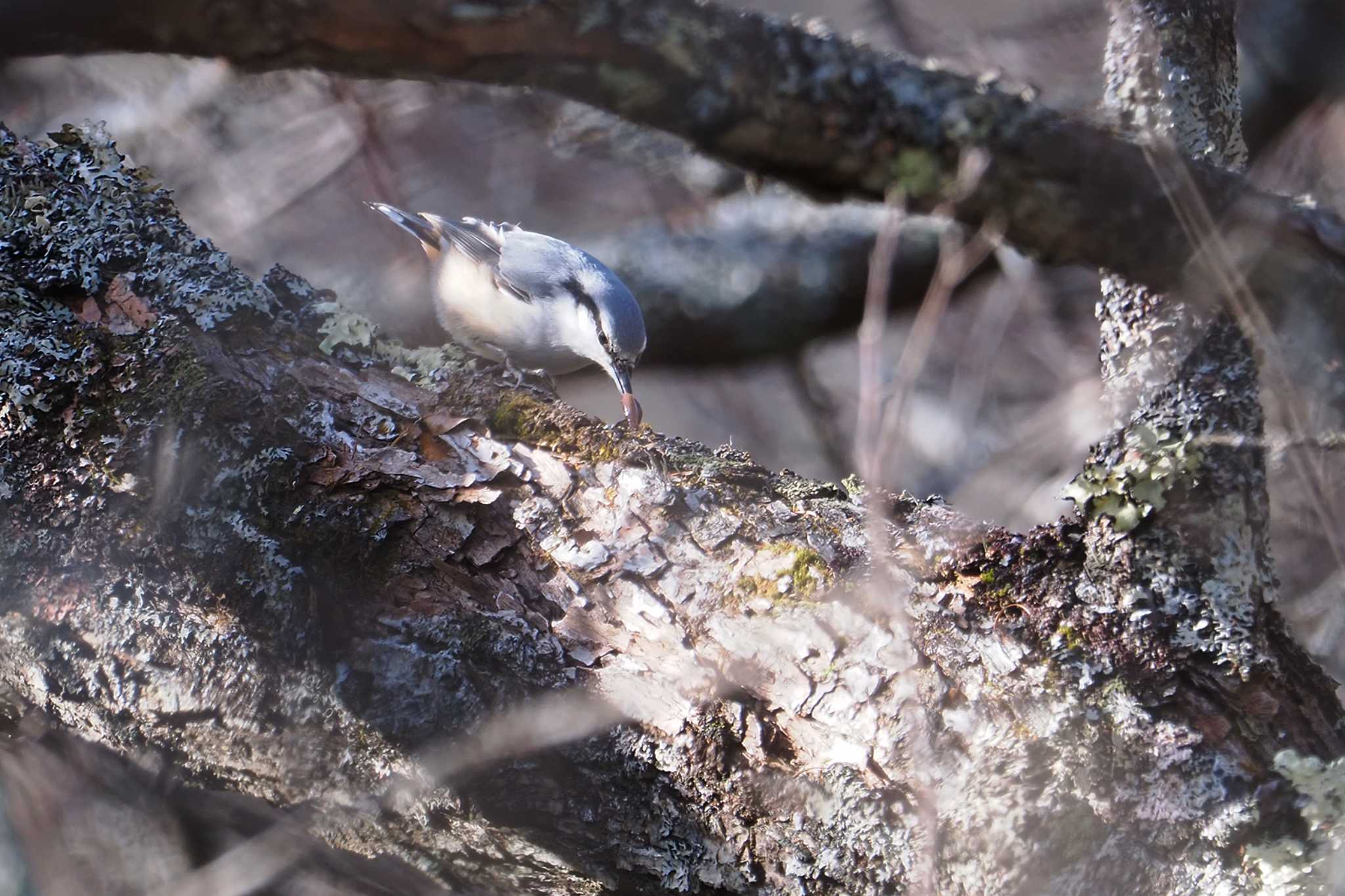 Eurasian Nuthatch