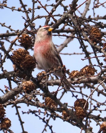 Common Redpoll 奥日光 Thu, 11/23/2023