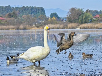 2023年11月23日(木) 内沼(宮城県登米市)の野鳥観察記録