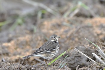 Water Pipit Unknown Spots Sun, 11/26/2023