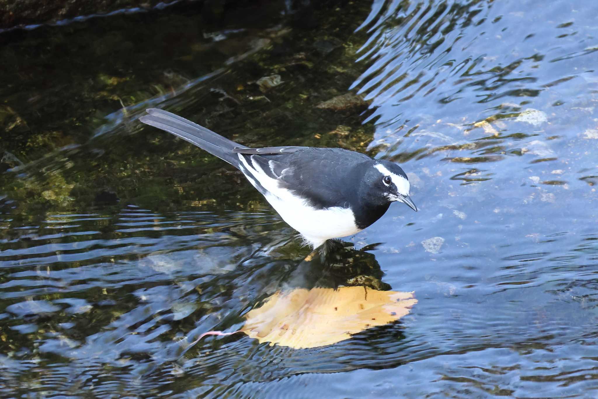 Photo of Japanese Wagtail at 夙川河川敷緑地(夙川公園) by いわな