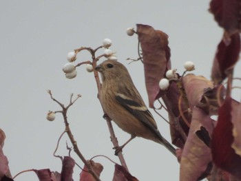 2023年11月27日(月) 淀川河川公園の野鳥観察記録