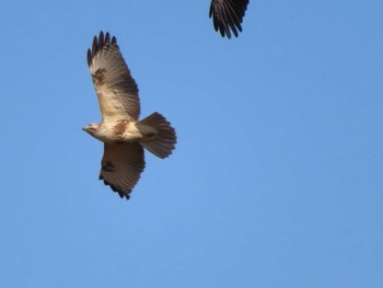 2023年11月27日(月) 多摩川の野鳥観察記録