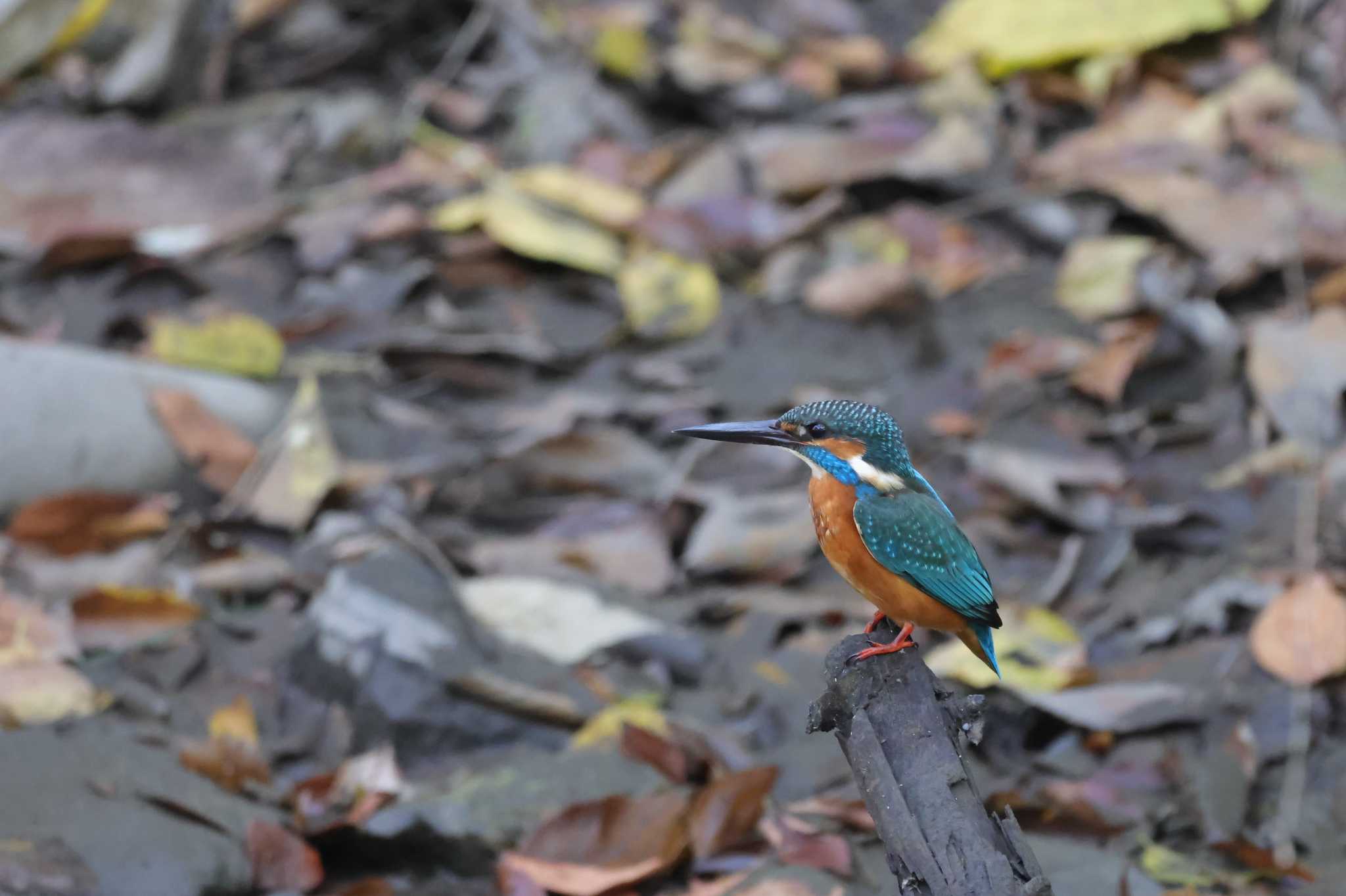 浅羽野ビオトープ カワセミの写真 by kingfisher_hidaka