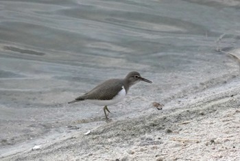 Common Sandpiper 米子水鳥公園 Thu, 11/23/2023