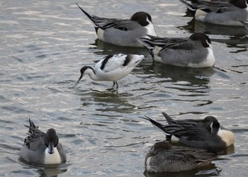 Pied Avocet 米子水鳥公園 Thu, 11/23/2023