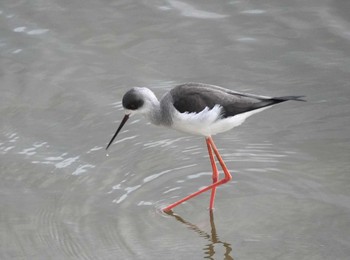 セイタカシギ 米子水鳥公園 2023年11月23日(木)