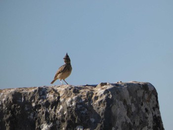 Eurasian Skylark モロッコ Sat, 11/18/2023