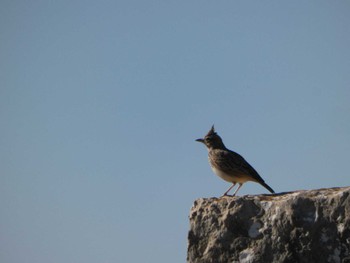 Eurasian Skylark モロッコ Sat, 11/18/2023