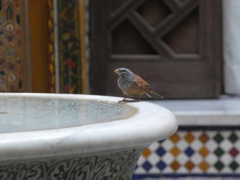 Striolated Bunting