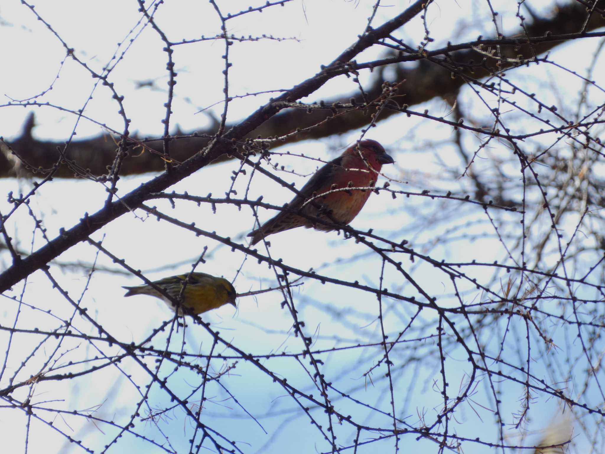 Eurasian Siskin