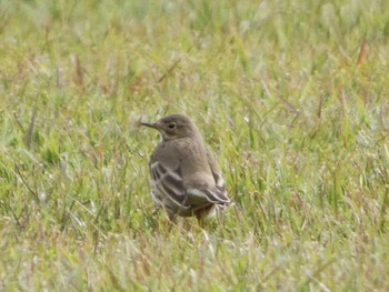 2023年11月12日(日) 裾野の野鳥観察記録