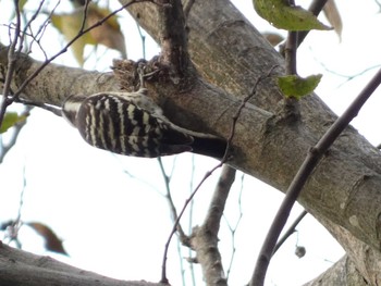 2023年11月5日(日) 南郷公園の野鳥観察記録