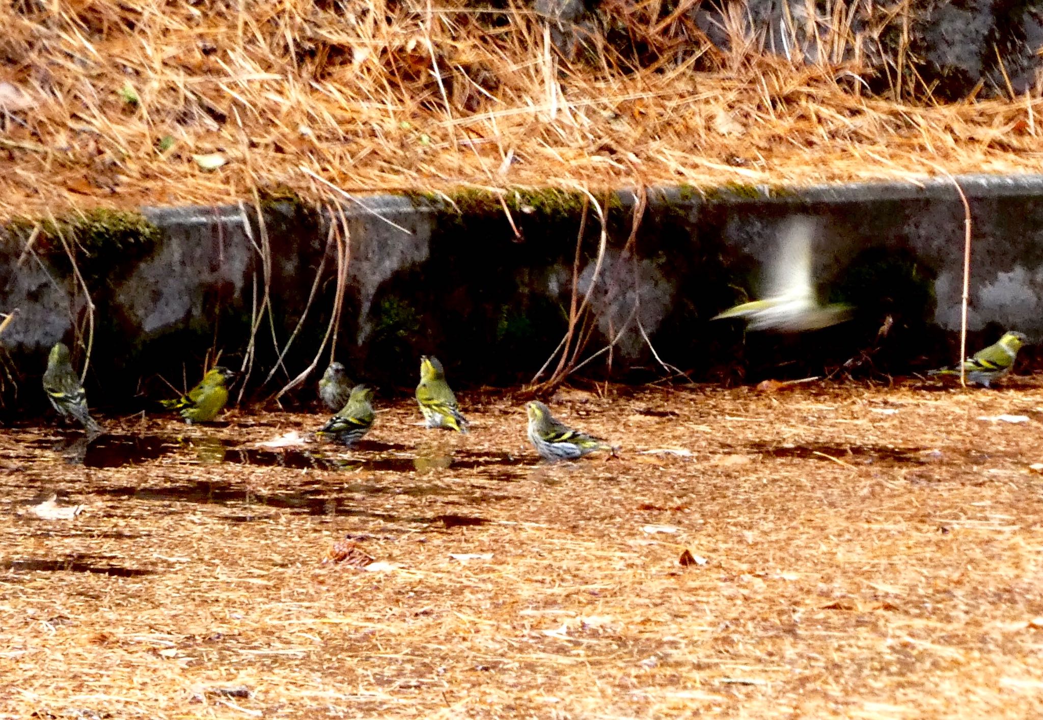 Eurasian Siskin