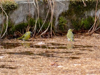 Eurasian Siskin 創造の森(山梨県) Sat, 11/18/2023