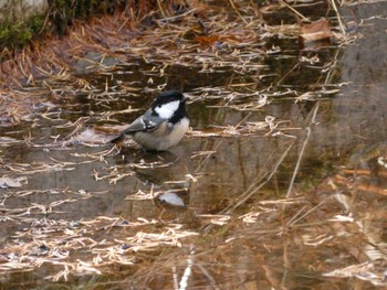 Coal Tit 創造の森(山梨県) Sat, 11/18/2023