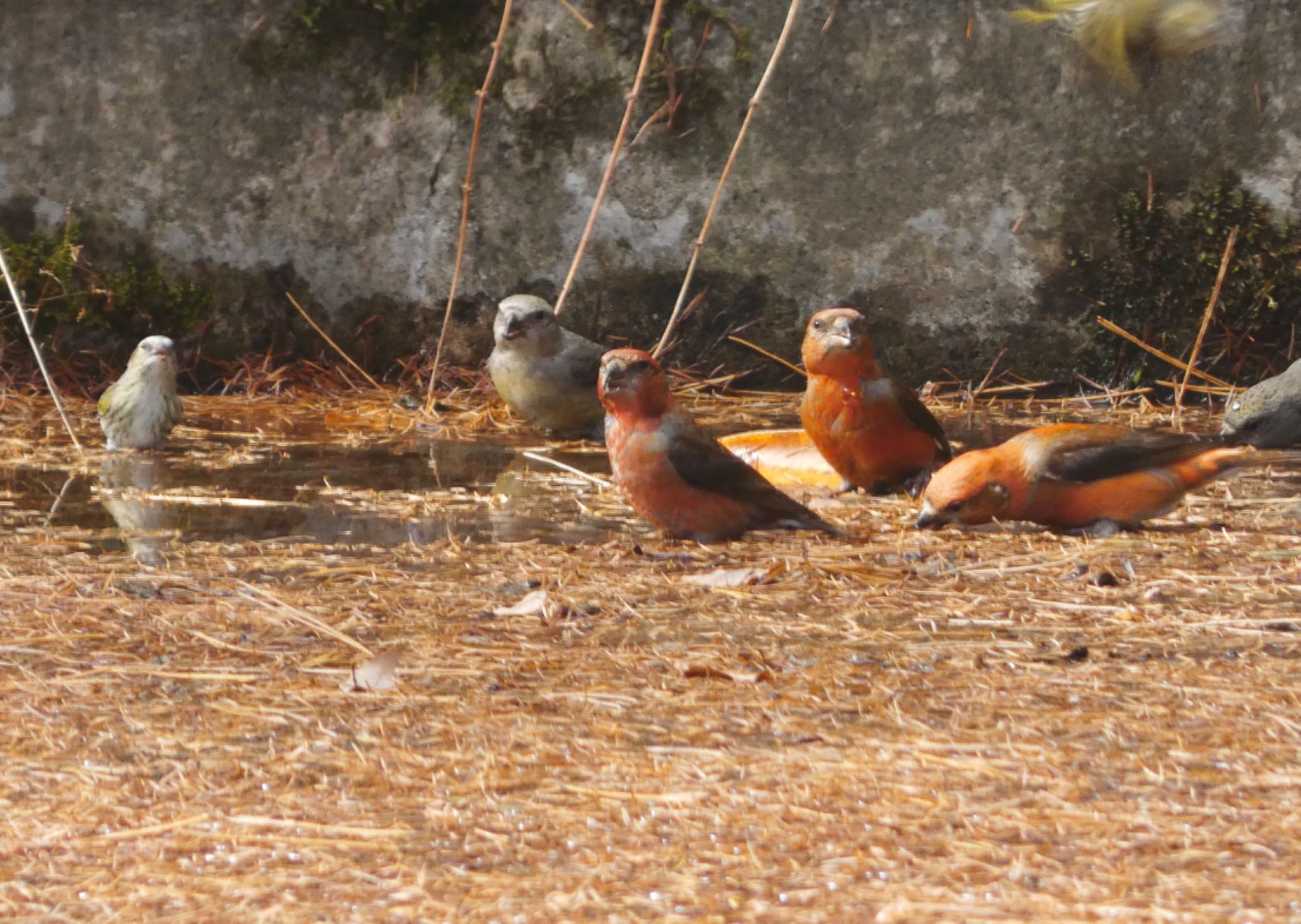 Red Crossbill