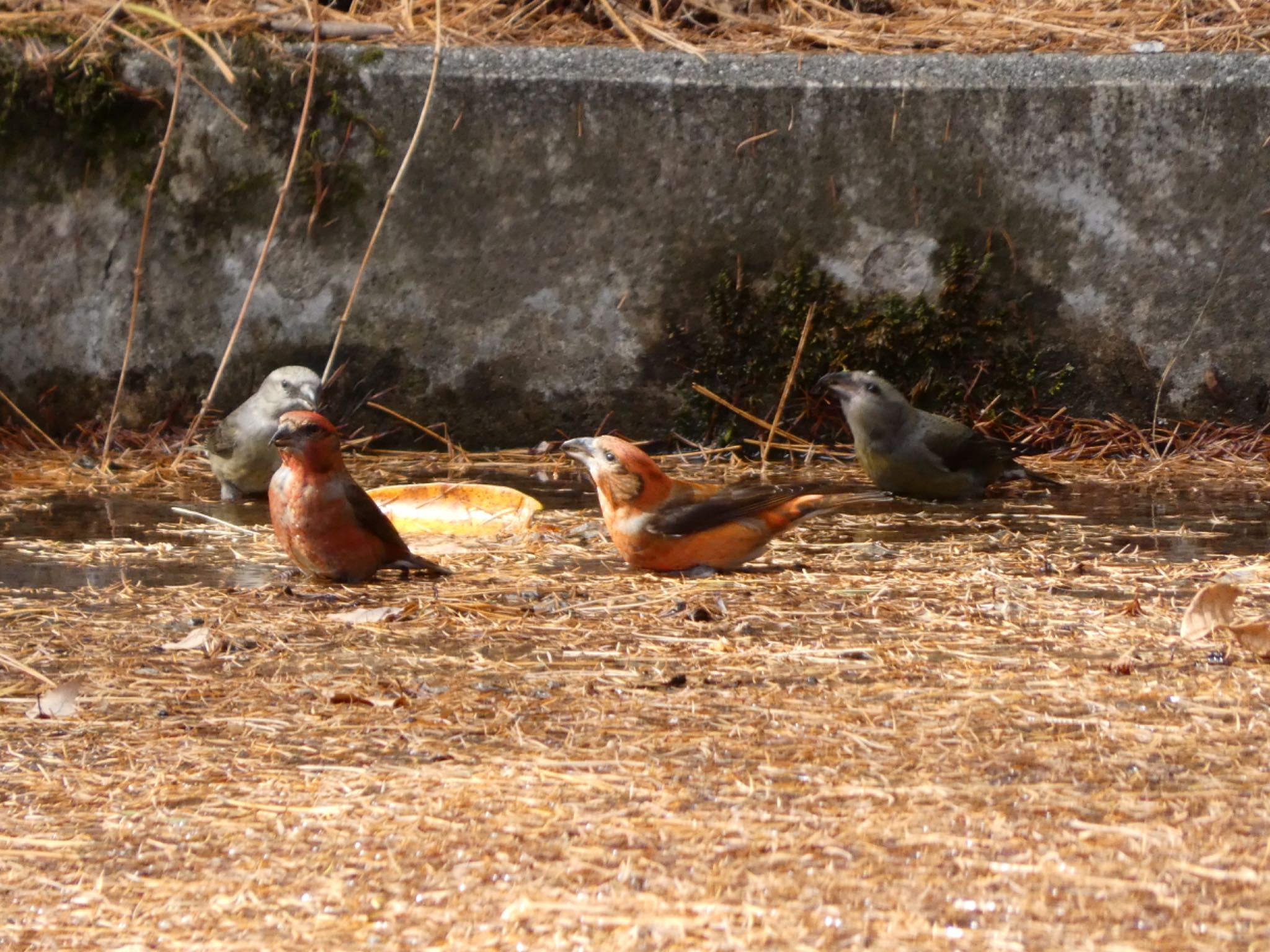 Photo of Red Crossbill at 創造の森(山梨県) by koshi