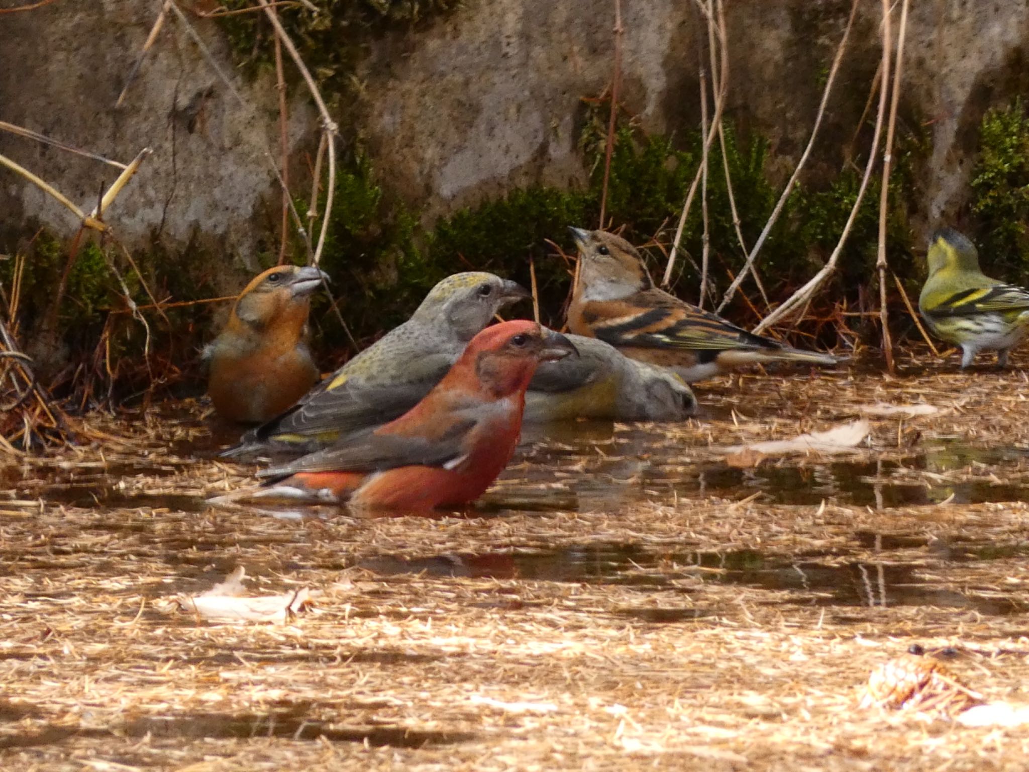 Photo of Red Crossbill at 創造の森(山梨県) by koshi